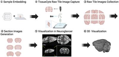 Brain image data processing using collaborative data workflows on Texera